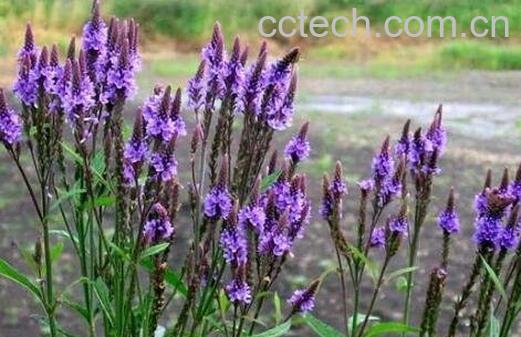 马鞭草的功效与作用及禁忌-1