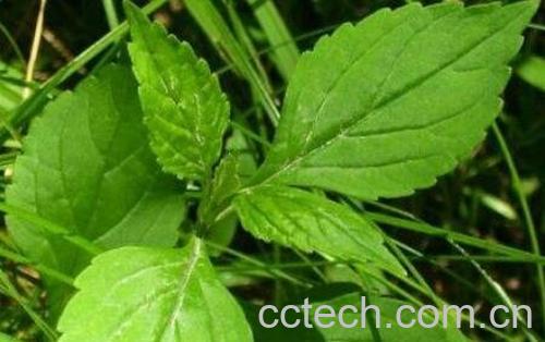  败酱草的功效与作用及药用价值-0