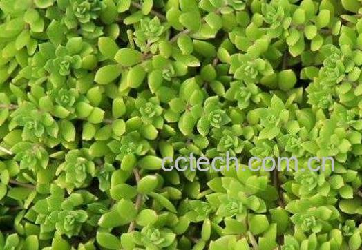 垂盆草的功效与食用方法-0