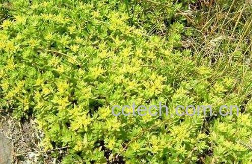 垂盆草的功效与食用方法-1