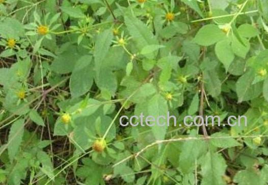  左老婆草功效-0