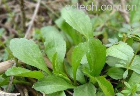 鱼秋草的功效与作用及药用价值-0