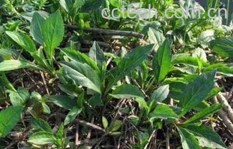 鱼秋草的功效与作用及药用价值-1