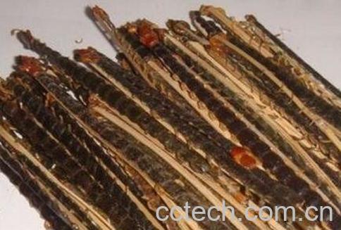 白脚虫有什么功效与作用-0