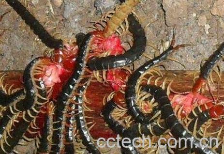 白脚虫有什么功效与作用-1