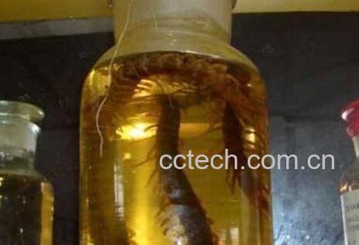 百脚虫泡酒的功效与作用-0