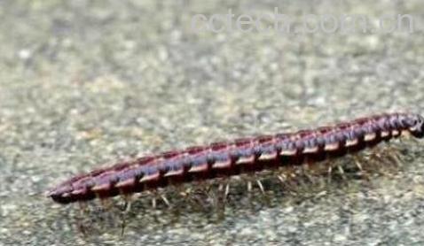 百足虫的功效与作用及药用价值-0