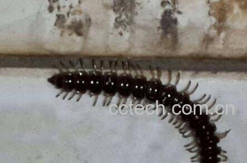 百足虫的功效与作用及药用价值-1