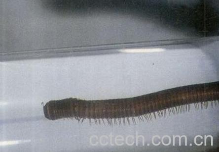 斑马虫的功效与作用及药用价值-0