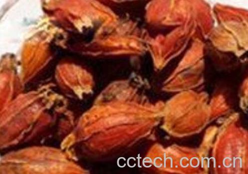 栀子泡水喝有什么功效 栀子泡水喝的作用-0