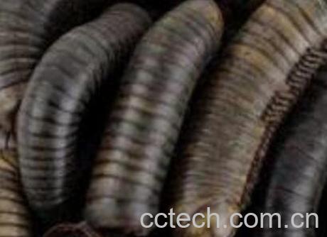 斑马虫的功效与作用及药用价值-1