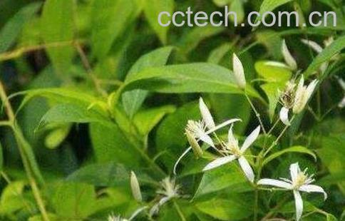 自甘草的功效和作用-0