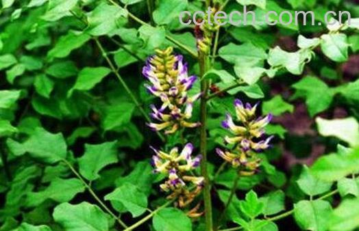 自甘草的功效和作用-1