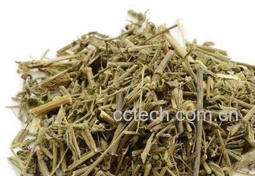 钻筋透骨草的功效与作用-1