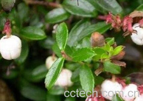 钻骨风草药的功效与作用-1