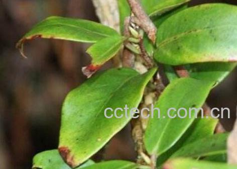 钻骨风草药的功效与作用-0