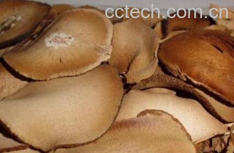 中药橘红与甘草的功效-0