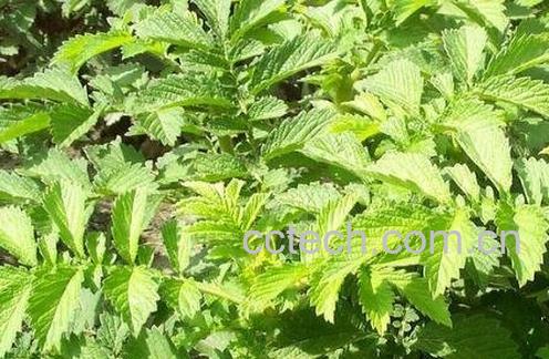 仙鹤草的功效与作用及食用方法-1