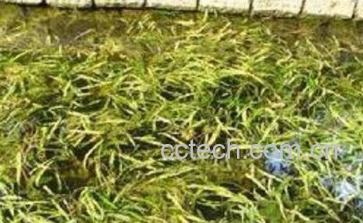 竹叶甘草汤的功效与作用-0