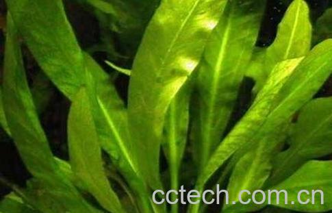 做月子吃苦草的功效 苦草的作用-1