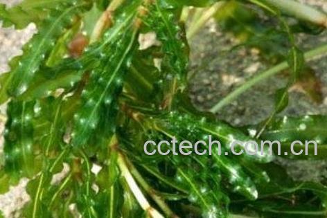 做月子吃苦草的功效 苦草的作用-0