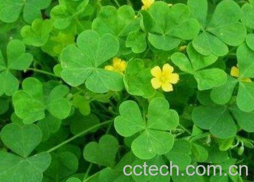 酢浆草有什么功效与作用-1