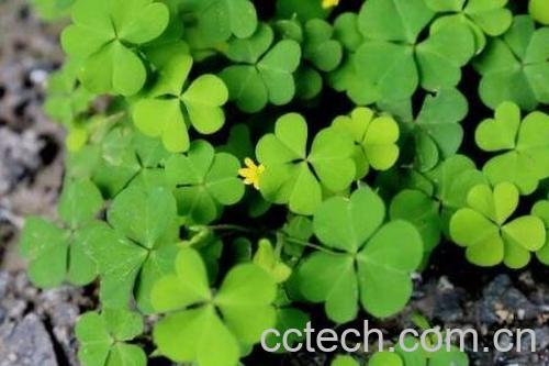 酢浆草有什么功效与作用-0