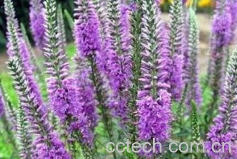 醉鱼草的作用与功效及药用价值-0