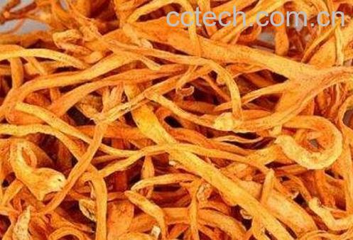 虫草花的功效-0