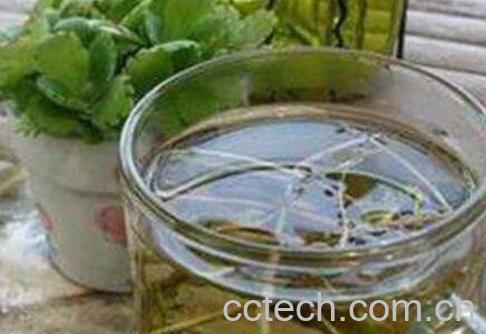 山楂蒲公英泡水的功效与作用-1