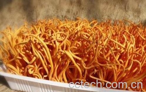 虫草花的功效-1