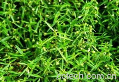 白花蛇舌草的功效与作用及药用价值-1