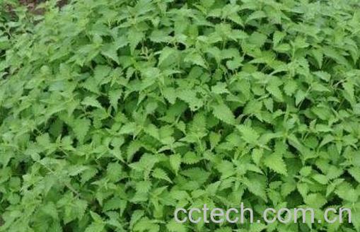 冬凌草的功效与作用及禁忌-1