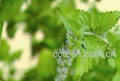 冬凌草的功效与作用及禁忌-0