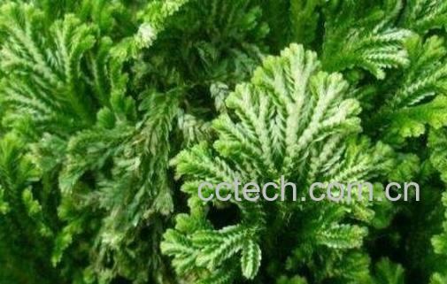 九死还魂草的功效-1