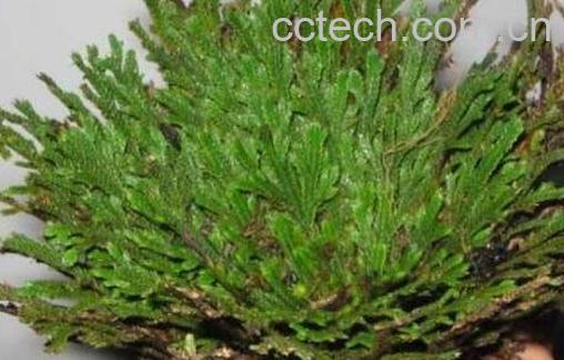 九死还魂草的功效-0