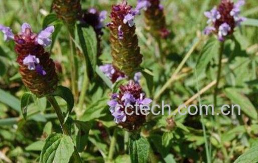 夏枯草的功效与副作用-0