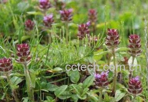 夏枯草的功效与副作用-1