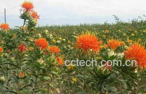 草红花的功效与作用及药用价值-0