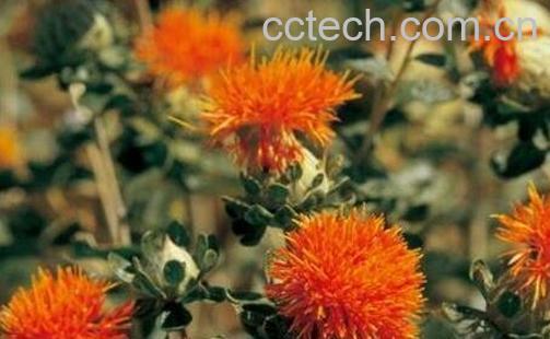 草红花的功效与作用及药用价值-1