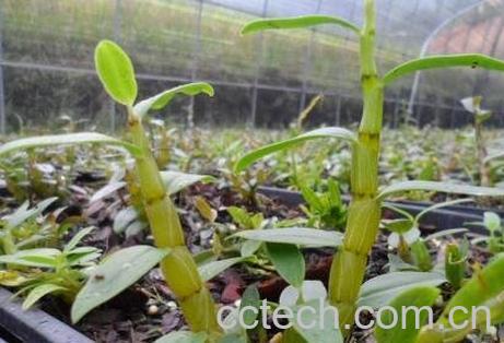 铁皮石斛怎么吃 铁皮石斛的吃法技巧-1