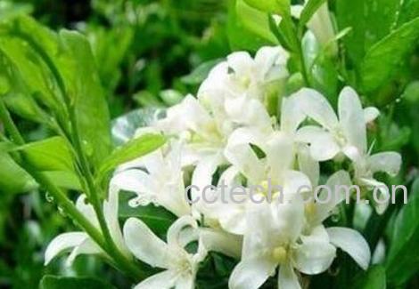 醉鱼草根的作用与功效及药用价值-1