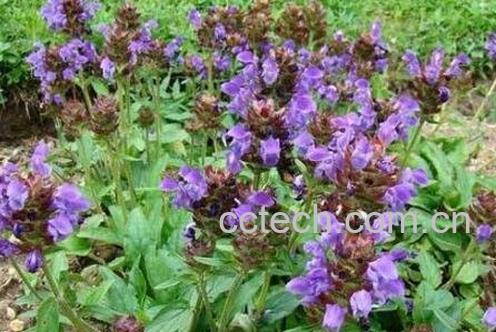 中药夏枯草的功效与作用-0