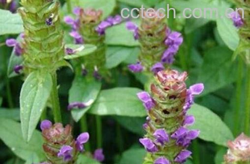 春天开的花有哪些 春季常见花种类介绍-1