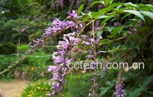 醉鱼草根的功效与药用价值-0