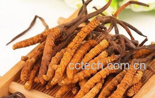 白酒虫草的功效与作用-0