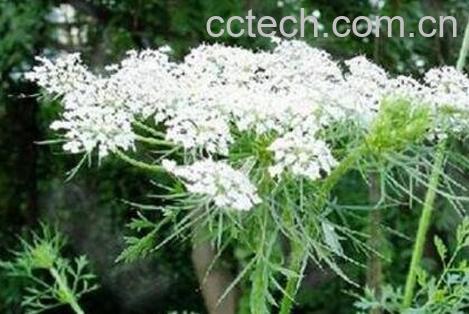 蛇床子蒲公英的功效与作用-0