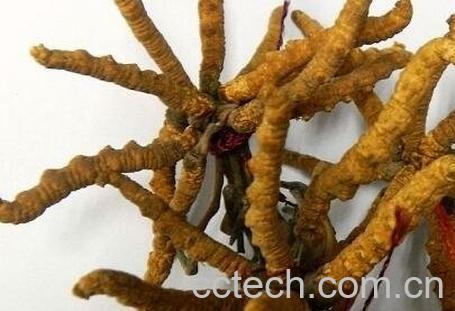 白酒虫草的功效与作用-1