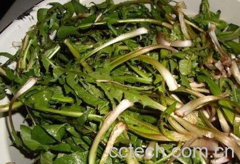 蛇床子蒲公英的功效与作用-1