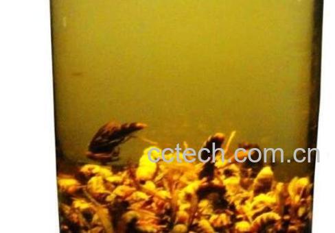 白酒泡蜂虫的功效与作用-0